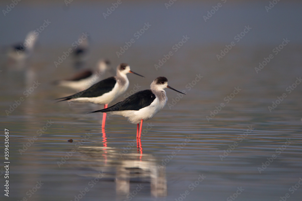 Stilt Stilt