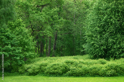 lush shrubs and trees in a ...