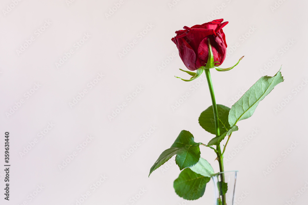 horizontal still-life with copyspace - fresh red rose flower in glass vase with pale pink pastel background (focus on the bloom) horizontal still-life with copyspace - fresh red rose flower in glass vase with pale pink pastel background (focus on the bloom)
