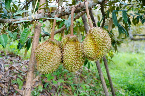 A durian fruits hanging on its tree, wait for harvest in agriculture season. © Barriography
