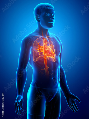 3d rendered, medically accurate illustration of a male lung anatomy