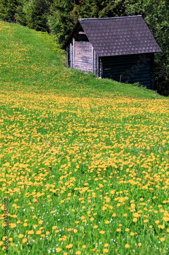 Field with yellow blooming dandelion flowers at an alpine pasture at the Schladminger Tauern mountain range, Schladming region, Styria, Austria