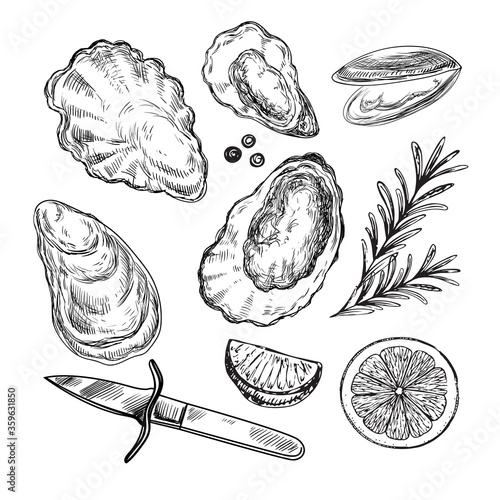 Set of hand drawn sketch illustration with oysters on a white background. Seafood, aphrodisiac