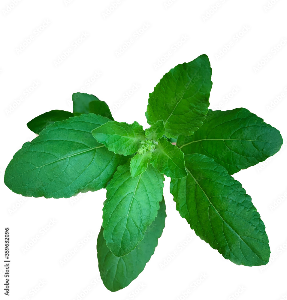 isolated mint, green natural herb leaf. isolated mint, green natural herb leaf.