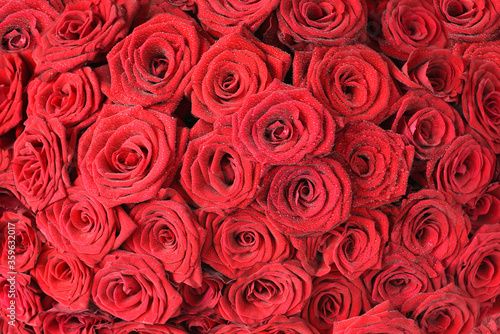 Fototapeta Naklejka Na Ścianę i Meble -  Background of natural red roses in dew drops.