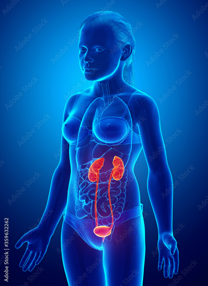 3d rendered, medically accurate illustration of the young girl highlighted kidneys and urinary system 3d rendered, medically accurate illustration of the young girl highlighted kidneys and urinary system