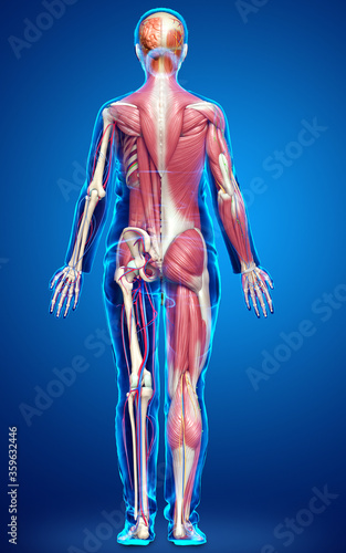 3d rendered medically accurate of the male anatomy