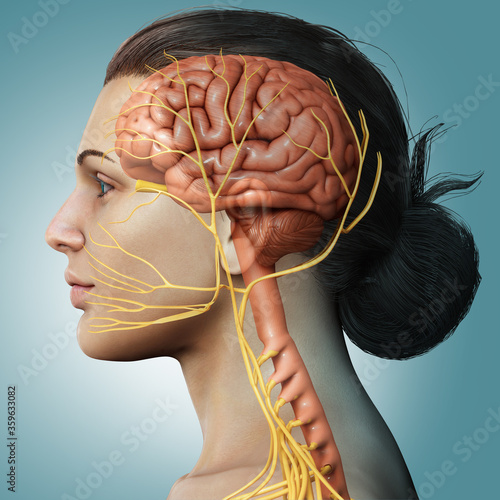 3d rendered medically accurate illustration of a female brain anatomy photo
