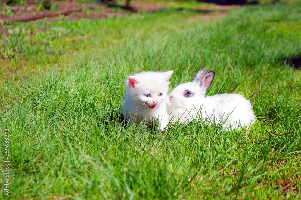 A small kitten and a small rabbit on the green grass A small kitten and a small rabbit on the green grass