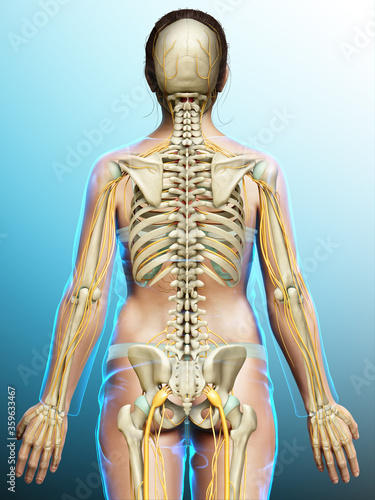 3d rendered medically accurate illustration ofa female nervous system and skeleton system