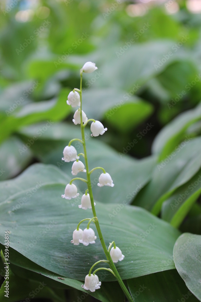 May-lily in green, spring time with white bells May-lily in green, spring time with white bells