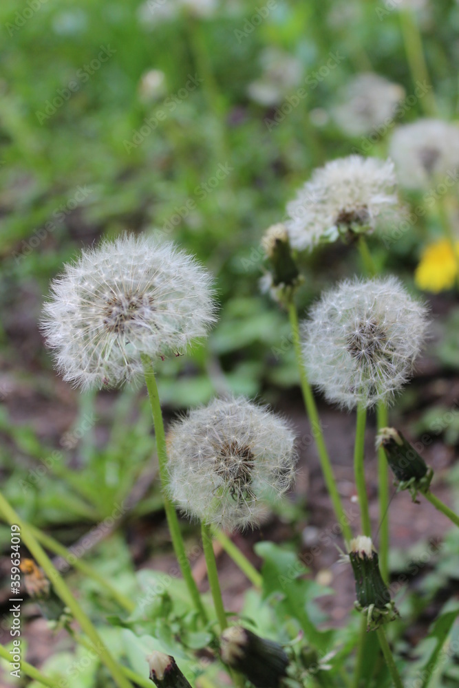 White dandelions on the meadow in spring time White dandelions on the meadow in spring time