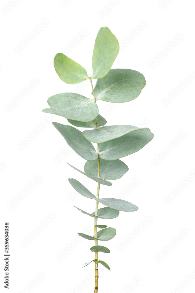 Obraz premium Eucalyptus plant branch isolated on white background