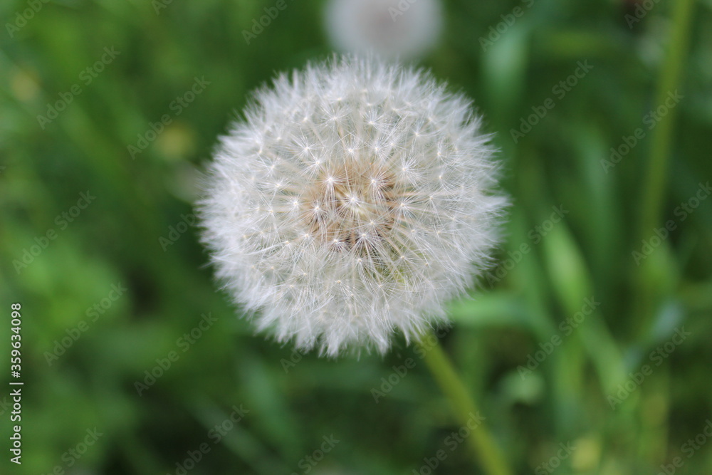 Picture in macro with white dandelion on green, grass background Picture in macro with white dandelion on green, grass background