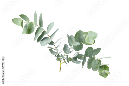 Eucalyptus plant branch isolated on white background