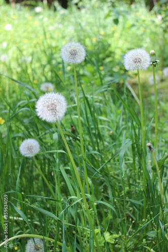 Smart  white dandelions on the green  fresh grass in spring season