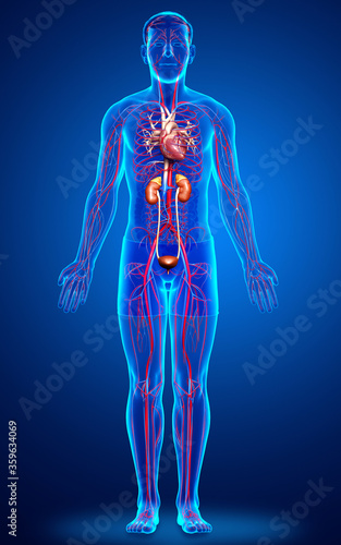 3d rendered, medically accurate illustration of the kidneys and circulatory system photo