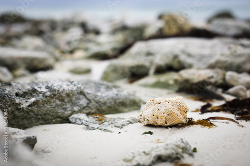 Shell in focus at rocks not focus background on the beach