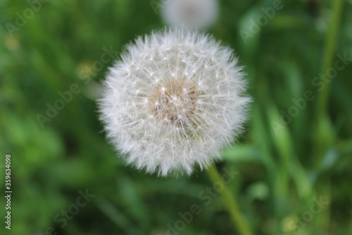 Picture in macro with white dandelion on green, grass background