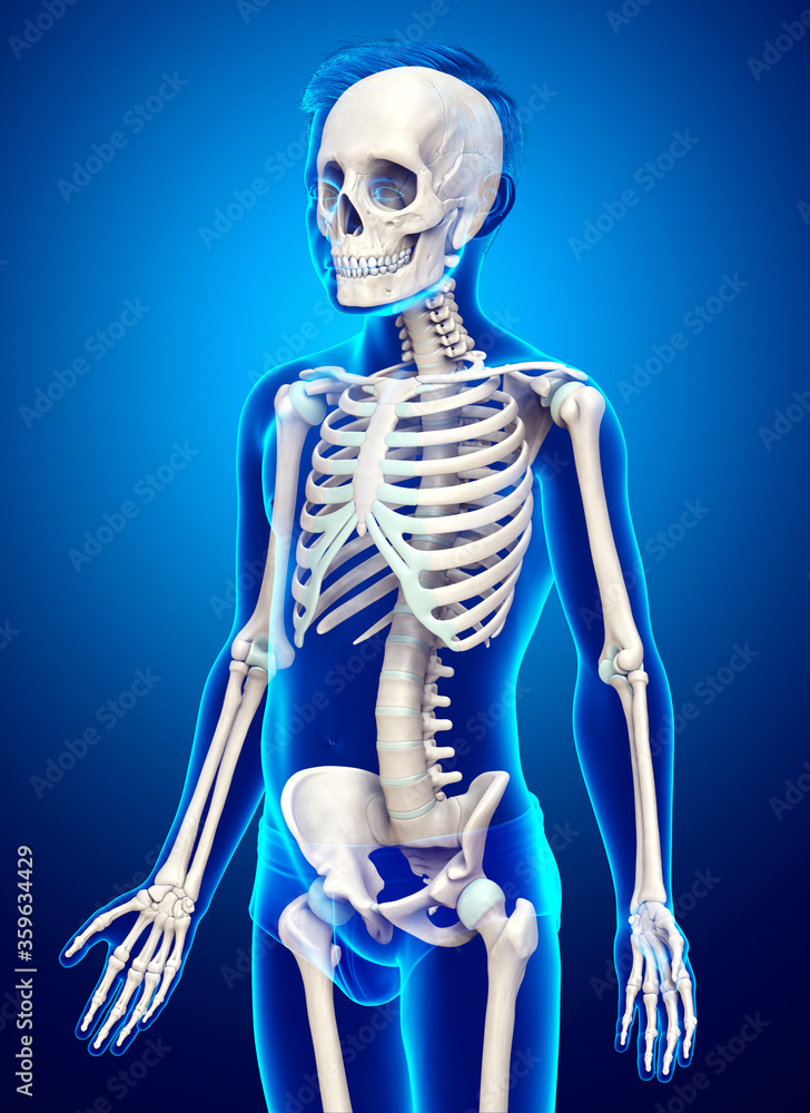 3d rendered, medically accurate illustration of a young boy skeleton system 3d rendered, medically accurate illustration of a young boy skeleton system