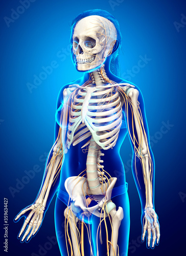 3d rendered medically accurate illustration of a young girl nervous system and skeleton system