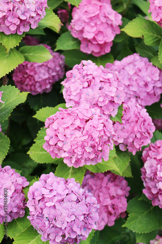 紫陽花_ピンク_01