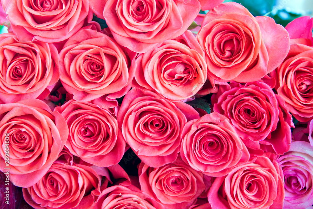 Fototapeta premium Rose flower background for design. Selective focus.