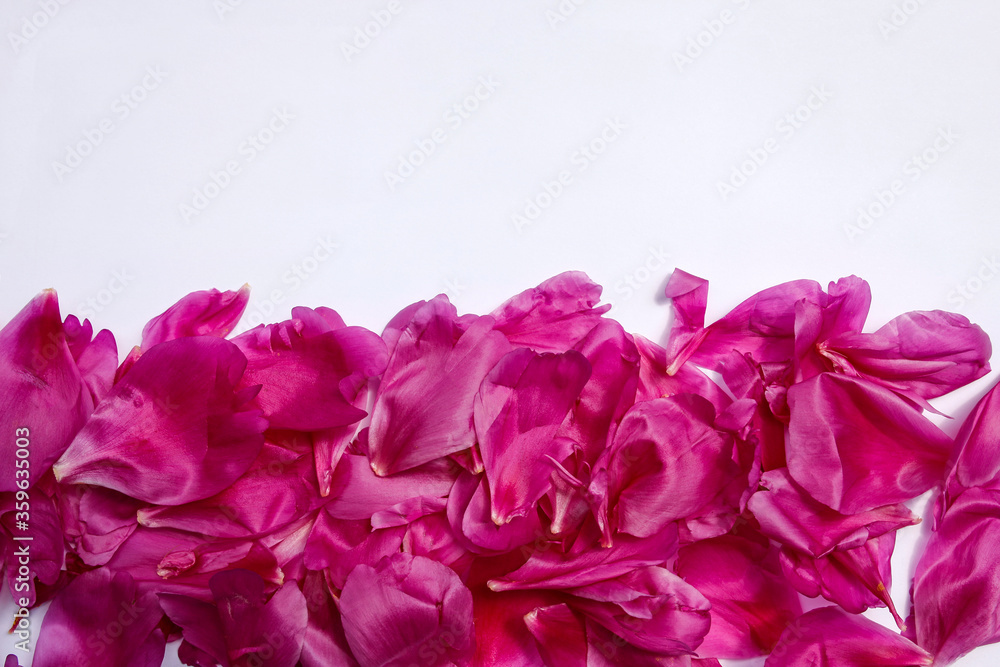 beautiful pink peony petals on white paper, copy space