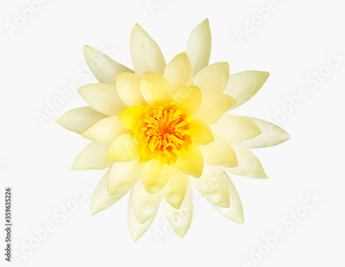 Yellow with white isolated on white background with clipping path or make a selection. Beautiful water Lilly flower or floral. 
