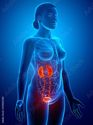 3d rendered, medically accurate illustration of the female highlighted kidneys and urinary system