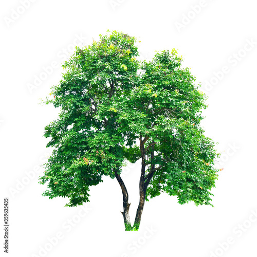 fresh green tree is isolated on white background For use in decorative design Both the garden and the architect.
