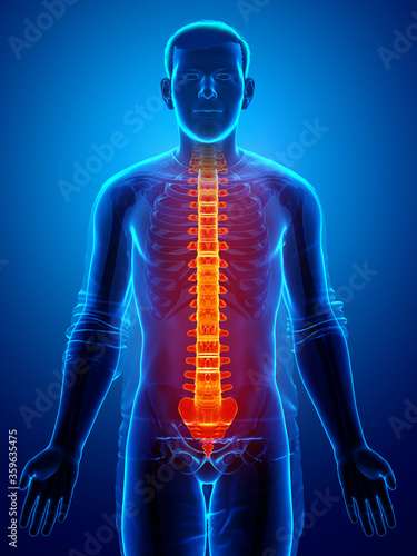 3d rendered medically accurate illustration of a high lighted spine