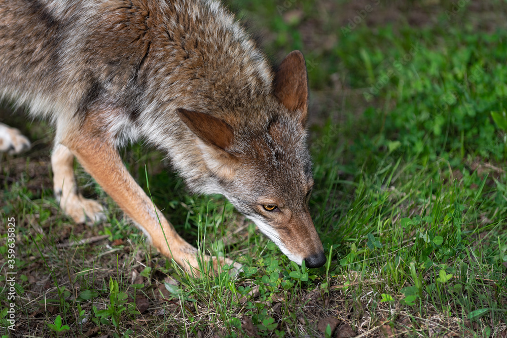 Close Up of Adult Coyote (Canis latrans) Sniffing Through Grass Summer
