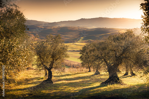 Obraz na plátně Olive trees in the amazing countryside of Val d'Orcia, Tuscany, Italy