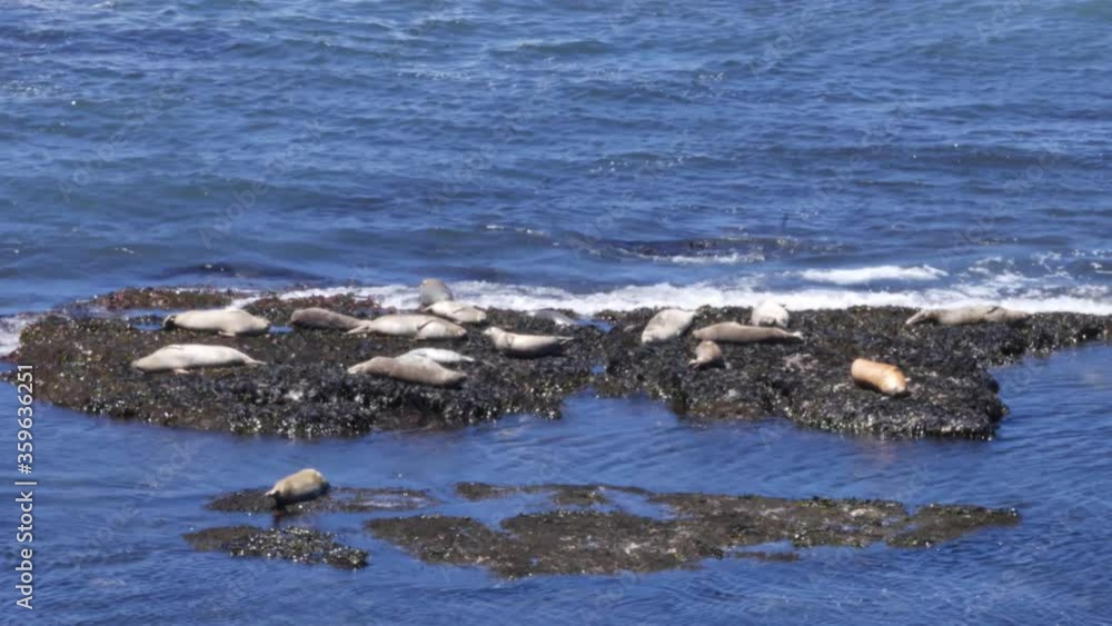 Seals wiggle in discomfort as water splashes on them from the tide coming in. Seals wiggle in discomfort as water splashes on them from the tide coming in.