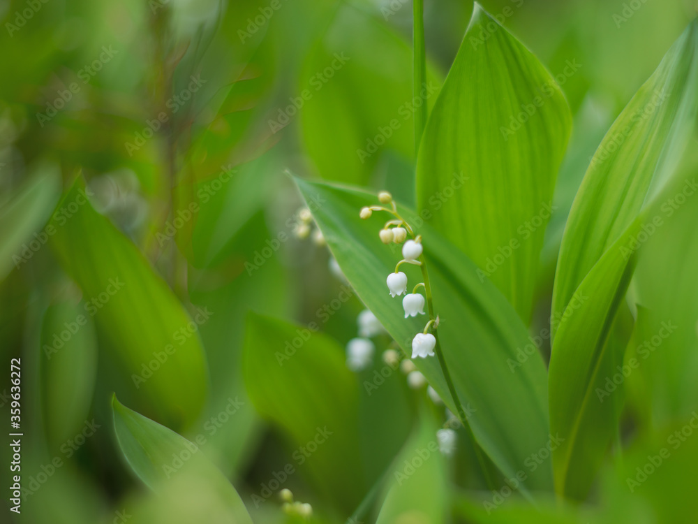 White flowers of May Lily of the valley (lat. Convallaria) on a natural blurred green background. Selective focus.