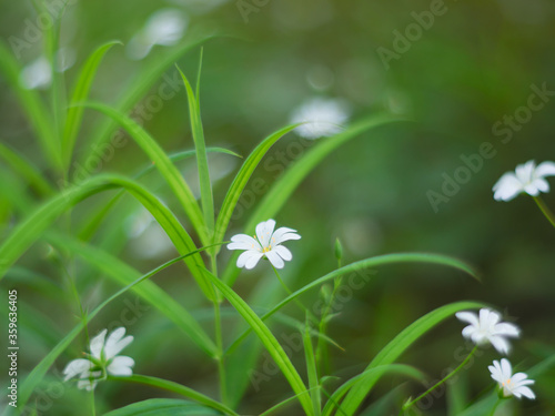 Stellaria is white. Little meadow flowers on a natural blurred green background. Selective focus.