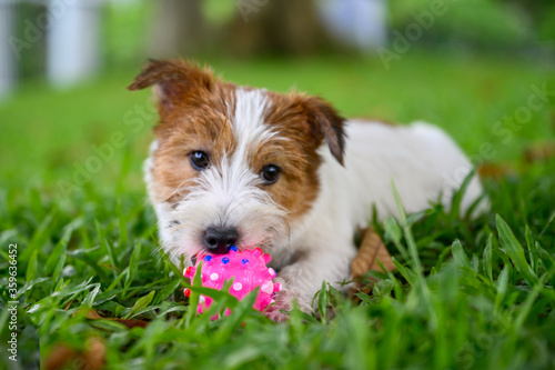 Jack Russell Terrier lying on the grass