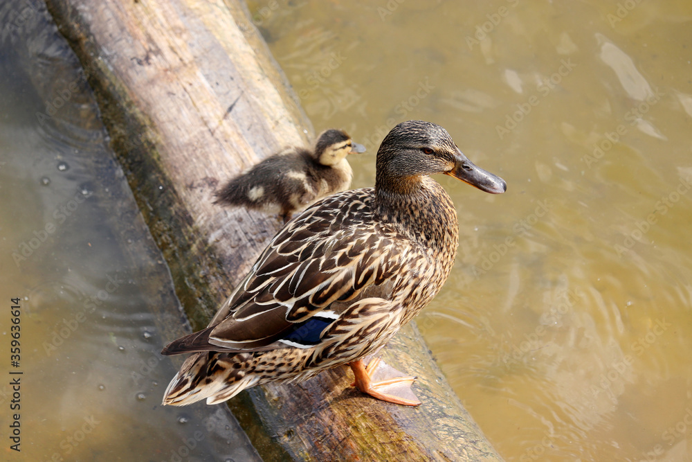 Mallard duck with duckling stands on a log in a lake. Female wild duck with baby bird in summer Mallard duck with duckling stands on a log in a lake. Female wild duck with baby bird in summer