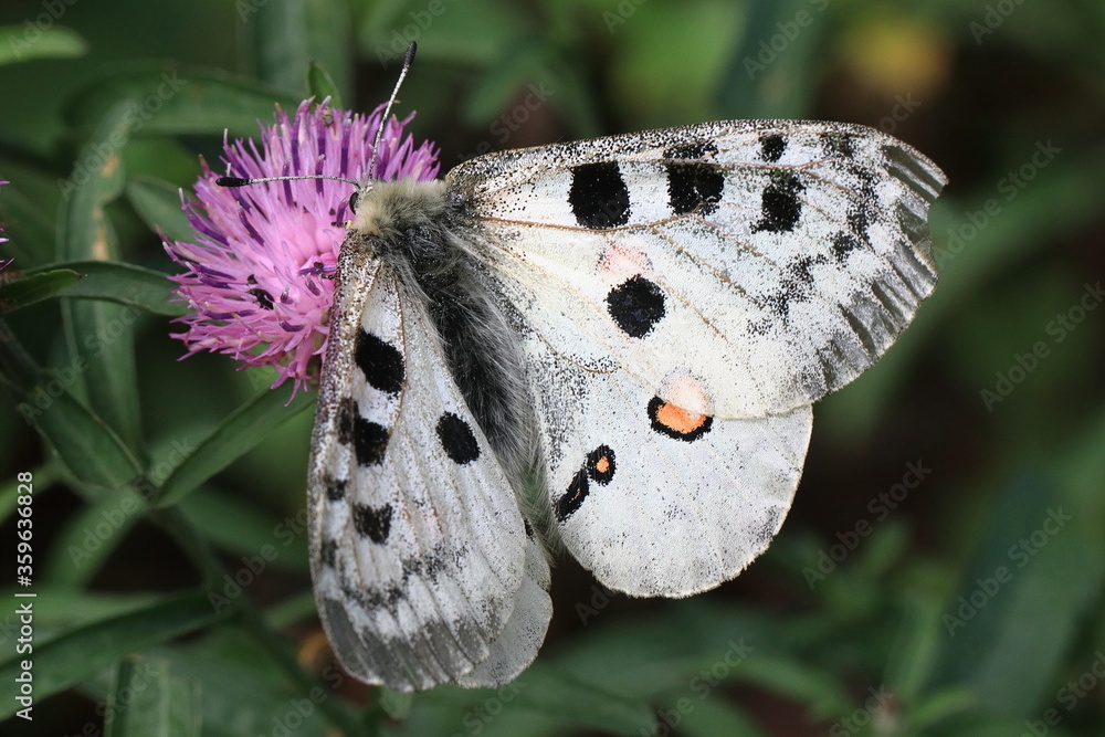 Red Apollo (Parnassius apollo)