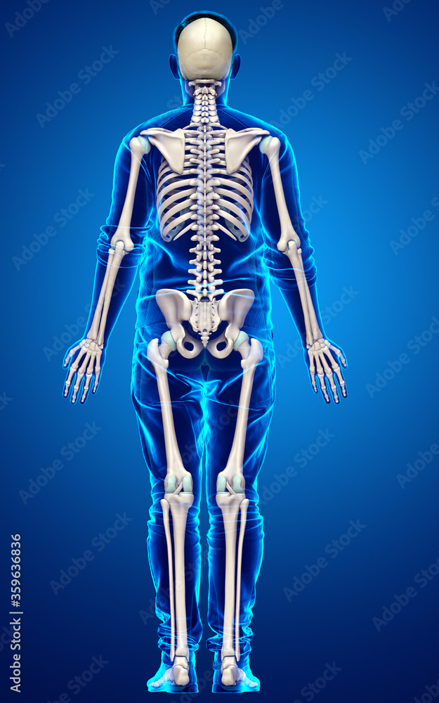 3d rendered, medically accurate illustration of a male skeleton system 3d rendered, medically accurate illustration of a male skeleton system