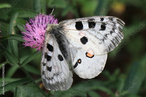 Obraz na płótnie Red Apollo (Parnassius apollo) w salonie