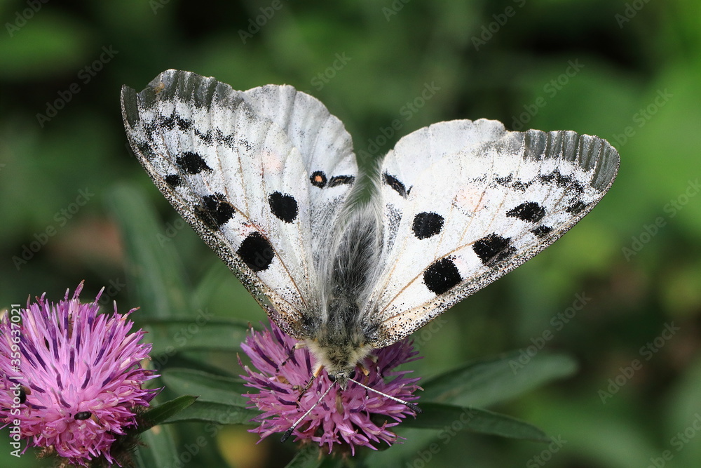 Red Apollo (Parnassius apollo)