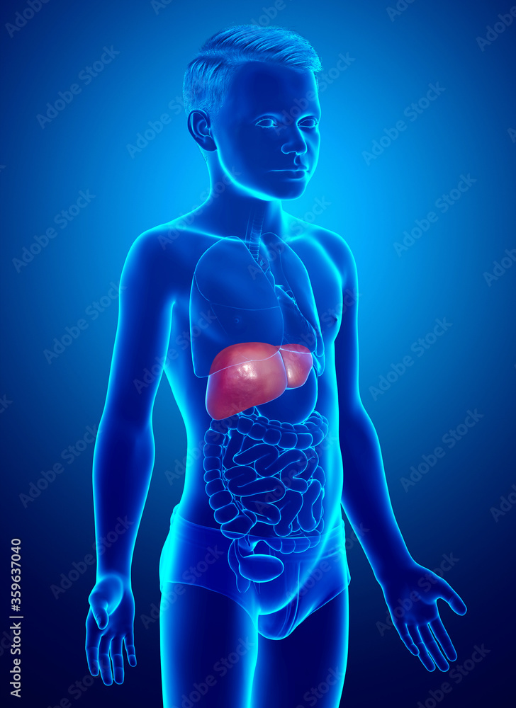 3d rendered, medically accurate illustration of young boy Liver Anatomy 3d rendered, medically accurate illustration of young boy Liver Anatomy