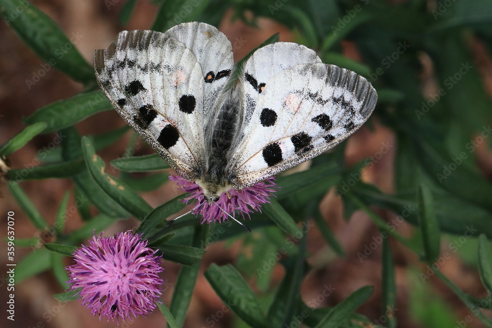 Red Apollo (Parnassius apollo)