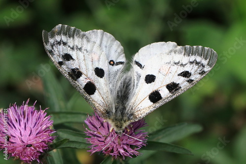 Obraz na płótnie Red Apollo (Parnassius apollo) w salonie