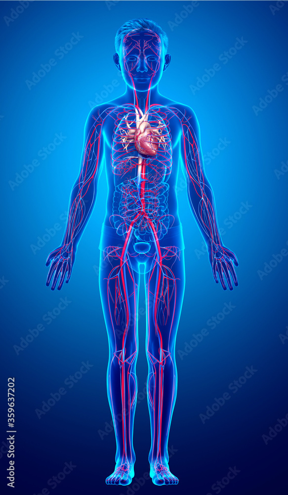 3d rendered medically accurate illustration of the young boy heart 3d rendered medically accurate illustration of the young boy heart