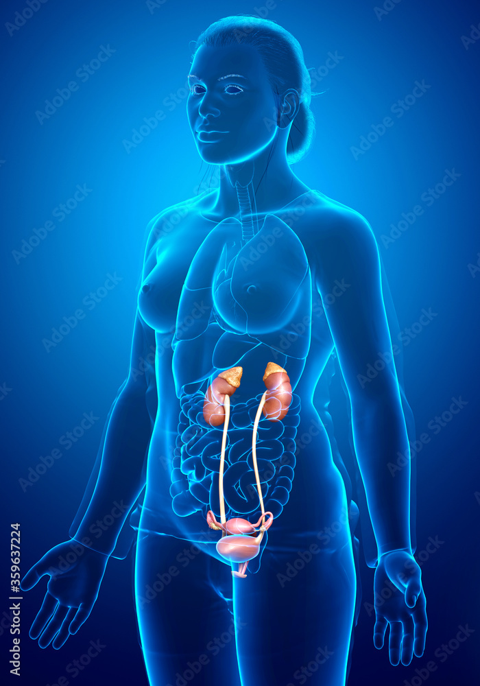 3d rendered, medically accurate illustration of female kidneys 3d rendered, medically accurate illustration of female kidneys