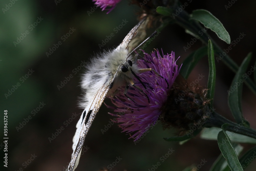 Red Apollo (Parnassius apollo)