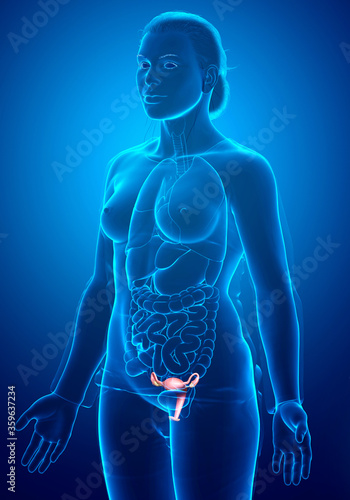 3d rendered medically accurate illustration of female uterus anatomy